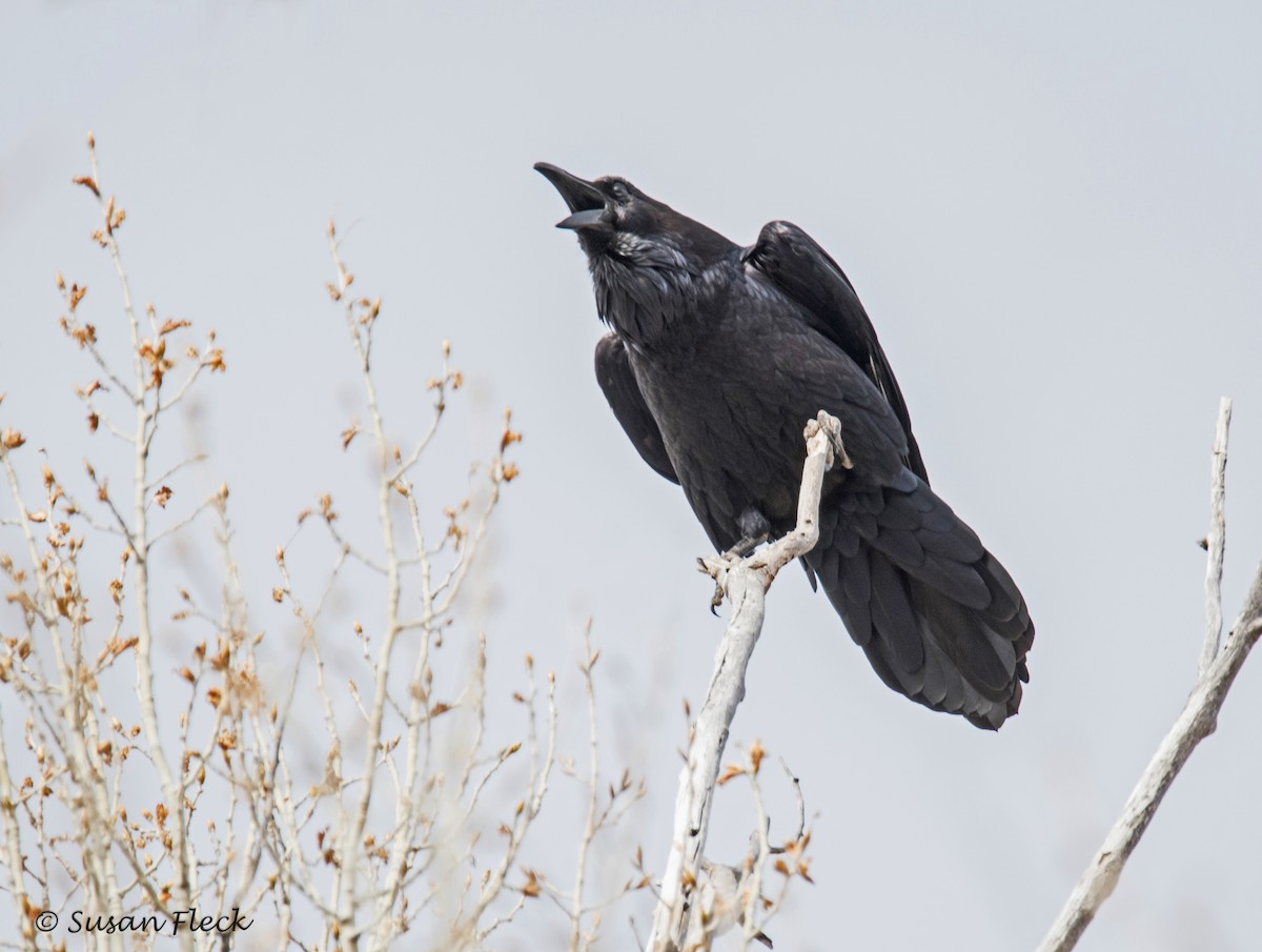 Common Raven - Susan Fleck