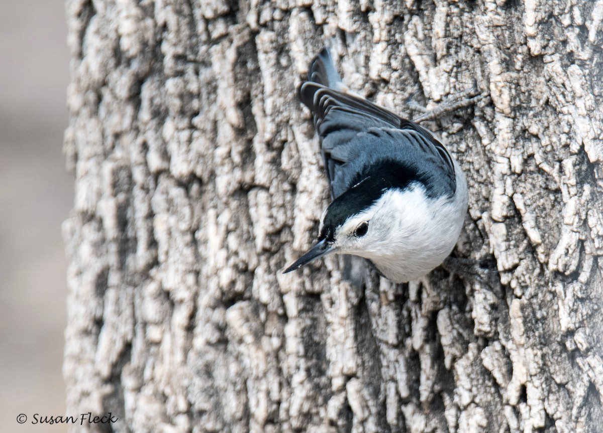 White-breasted Nuthatch - Susan Fleck