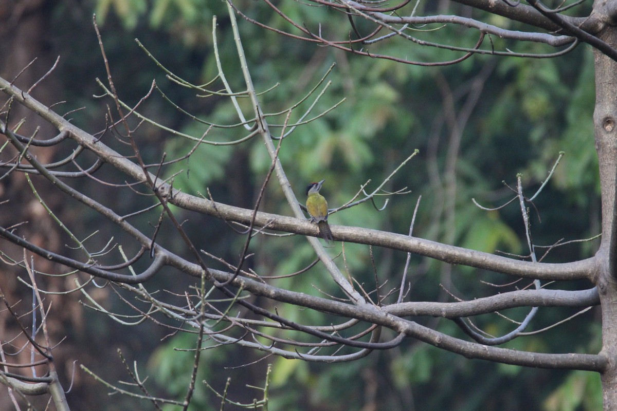Gray-headed Woodpecker - ML145819591