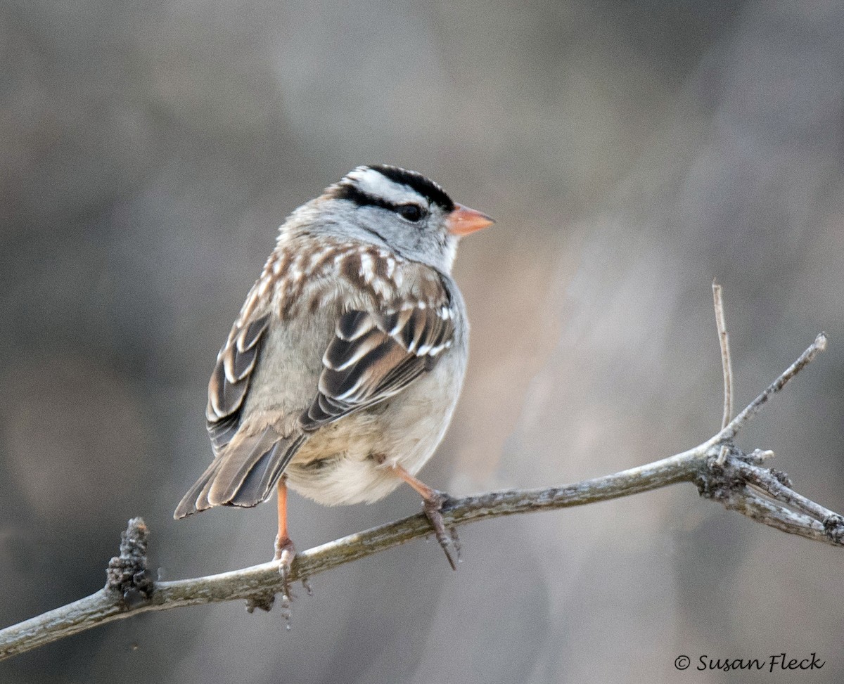White-crowned Sparrow - Susan Fleck