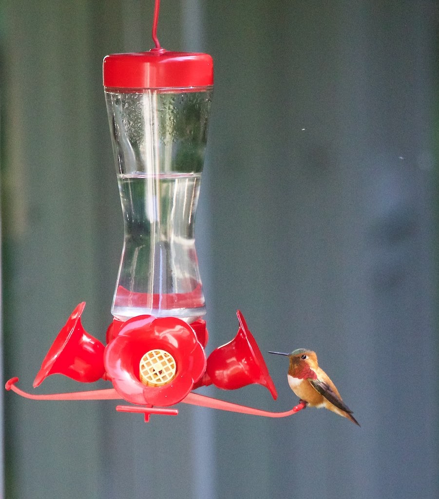 Rufous Hummingbird - Enric Fernandez