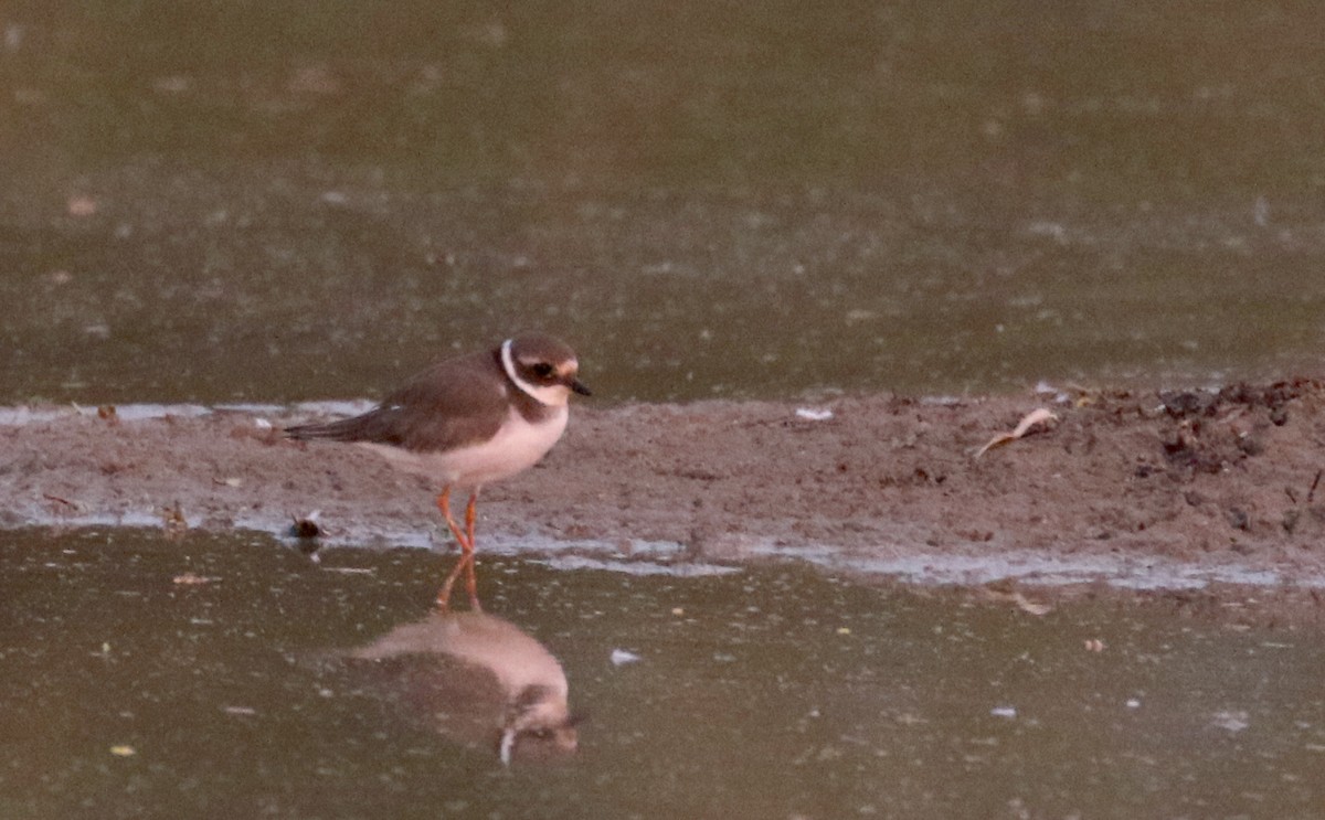 Common Ringed Plover - ML145821761