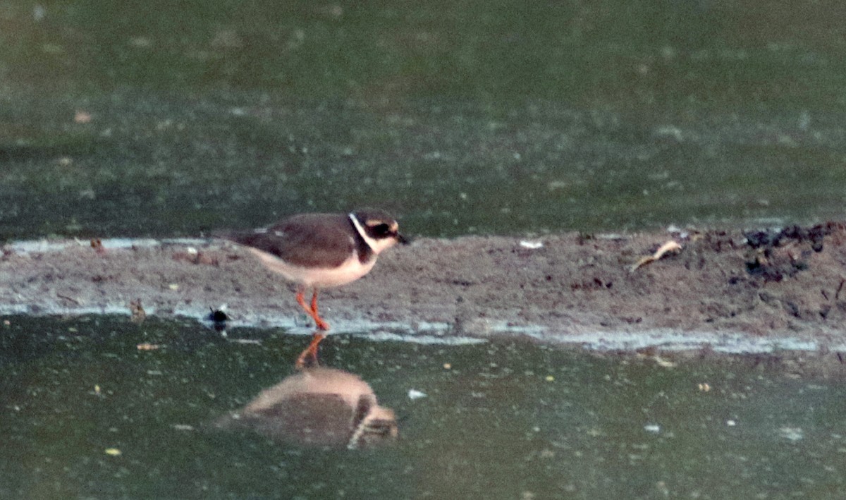 Common Ringed Plover - ML145821771