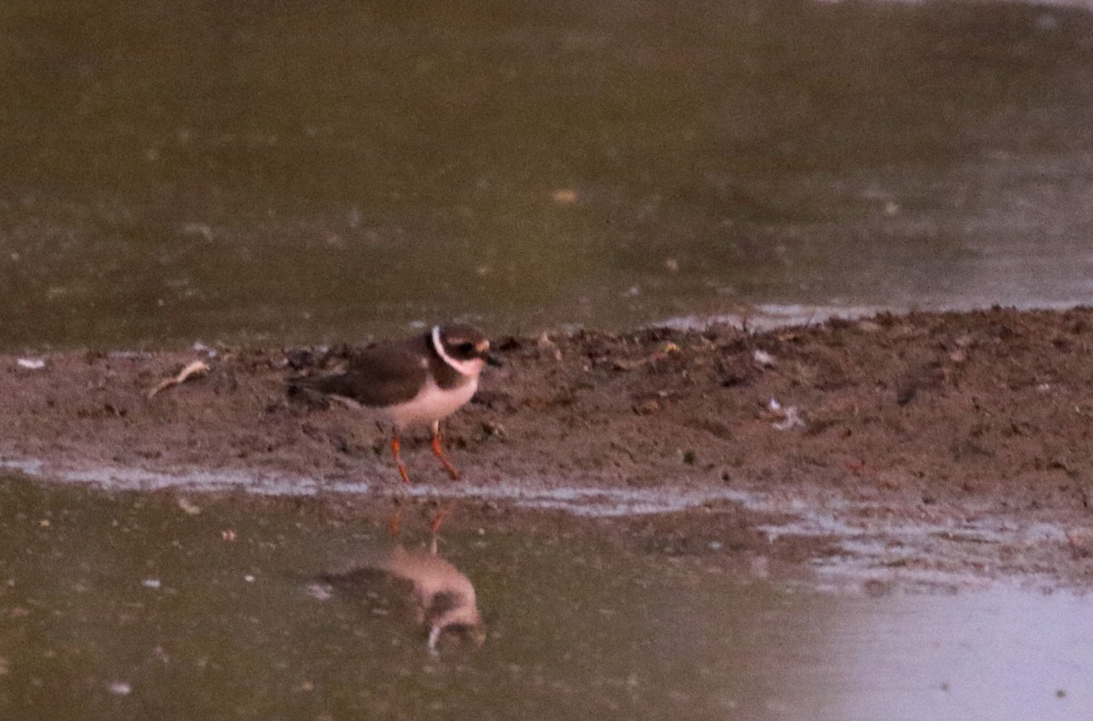 Common Ringed Plover - ML145821781