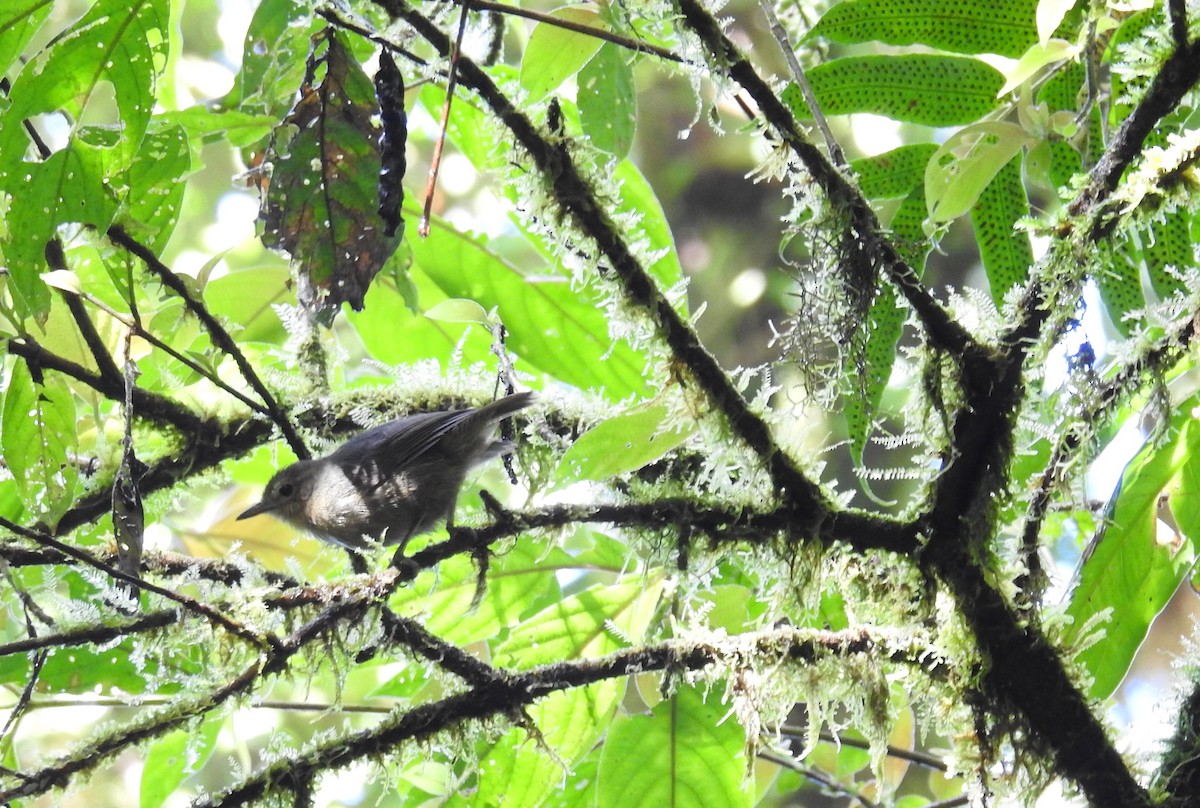 Costa Rican Warbler - ML145822091