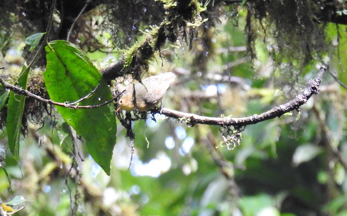 Costa Rican Warbler - ML145822121