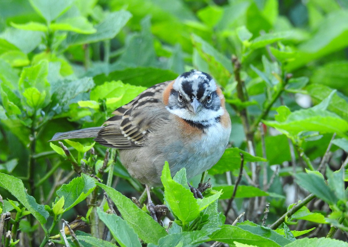 Rufous-collared Sparrow - Jon Iratzagorria Garay