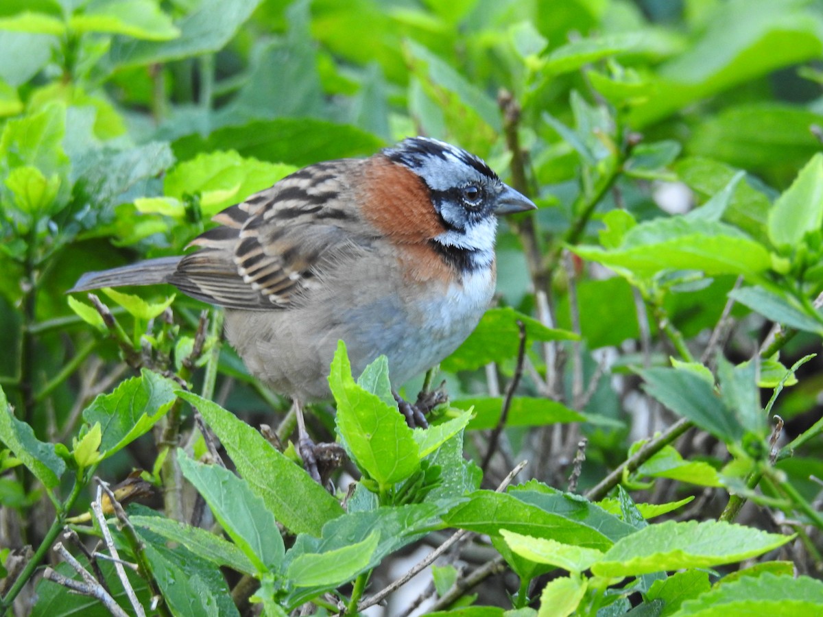 Rufous-collared Sparrow - ML145823001