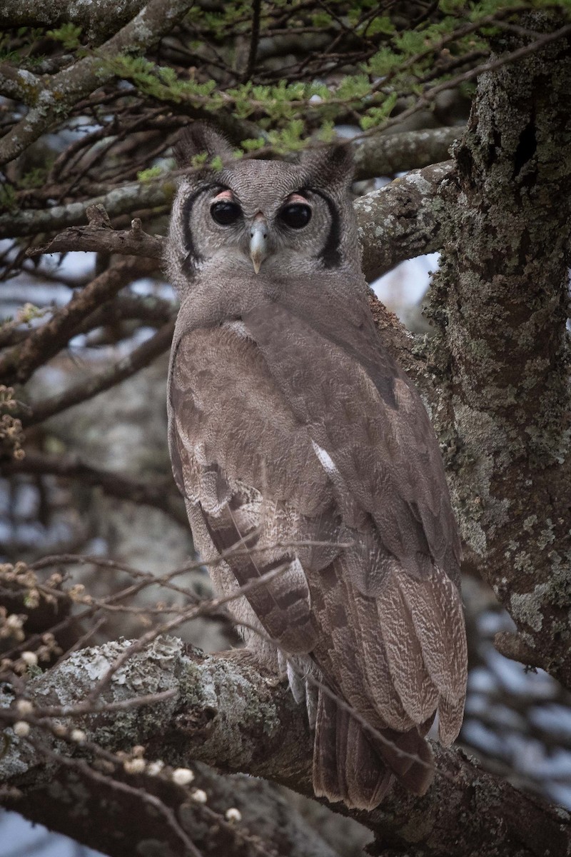 Verreaux's Eagle-Owl - ML145823071