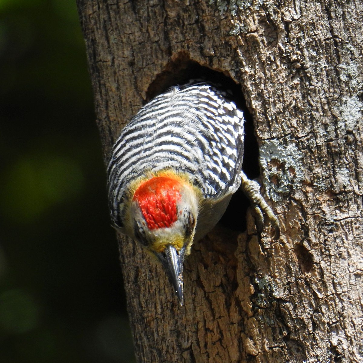 Red-crowned Woodpecker - Fernando Nunes