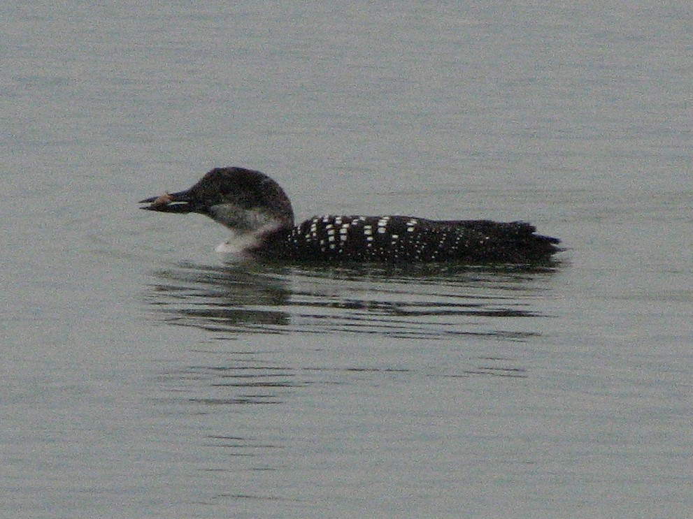Common Loon - Mel Cooksey