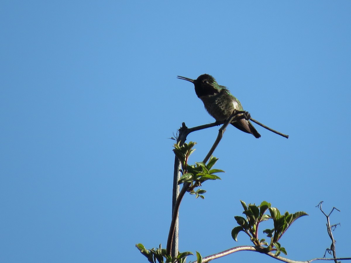 Anna's Hummingbird - ML145827201