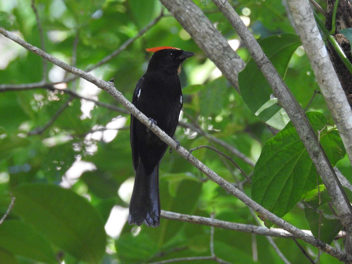 Flame-crested Tanager - ML145827791