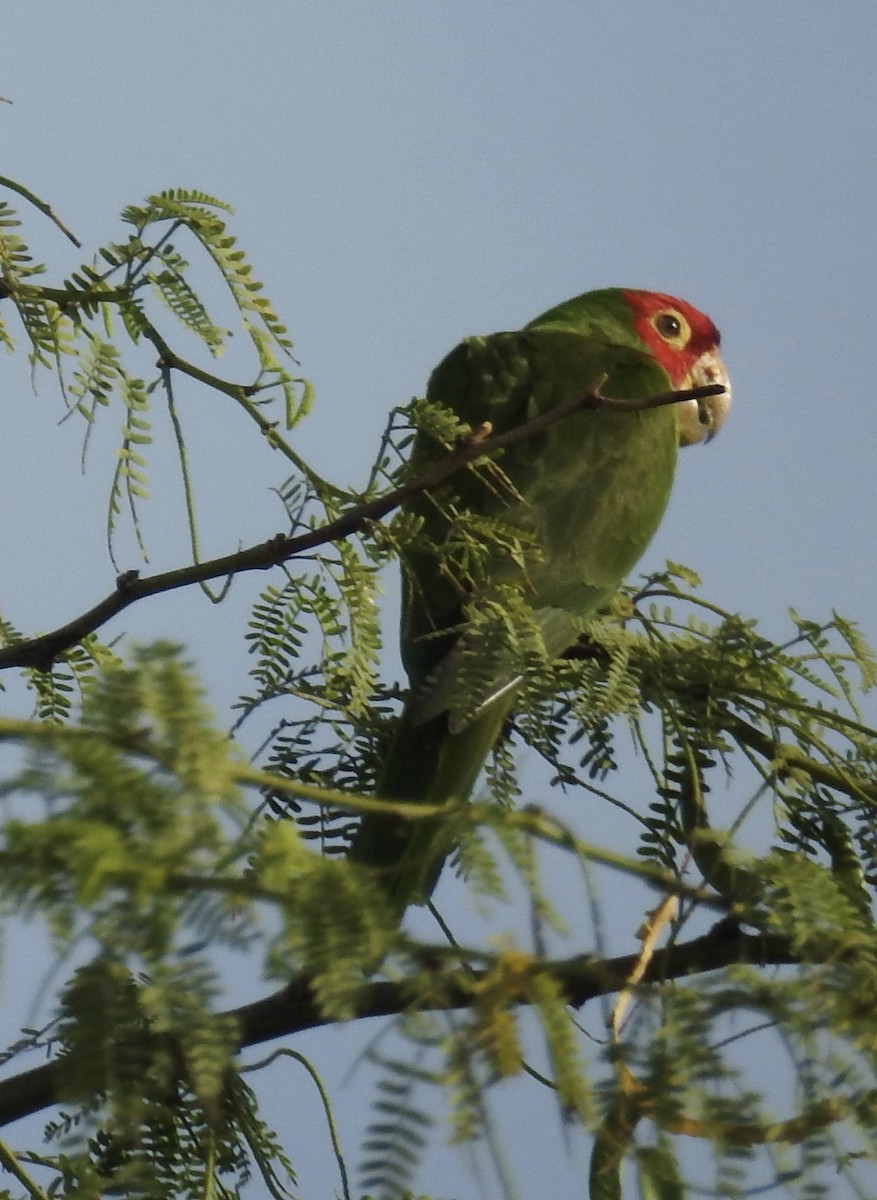 Red-masked Parakeet - Sharon Forsyth
