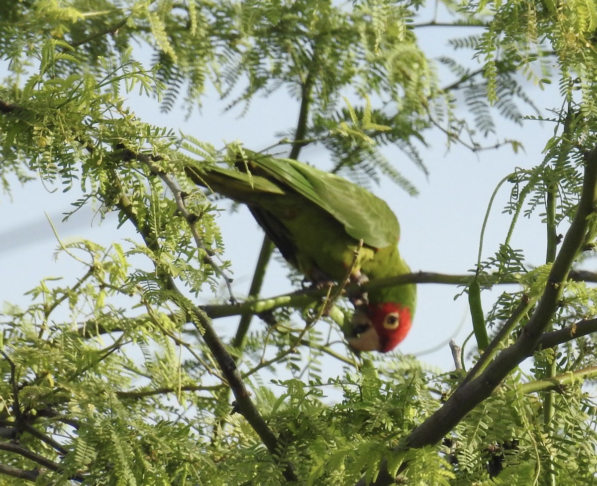Red-masked Parakeet - Sharon Forsyth