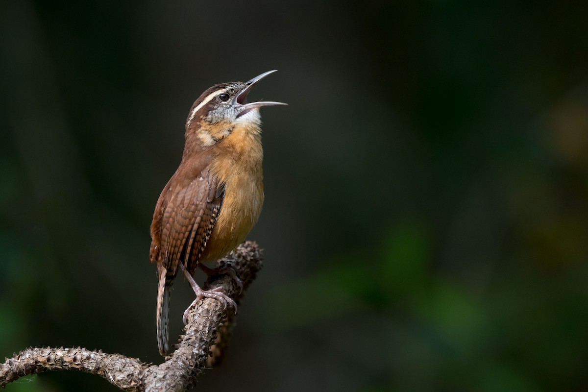 Carolina Wren - ML145828451