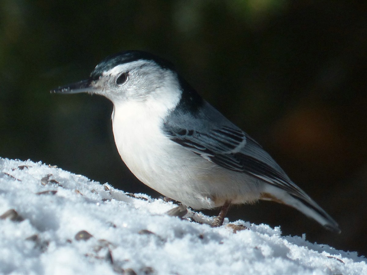 White-breasted Nuthatch - ML145828851