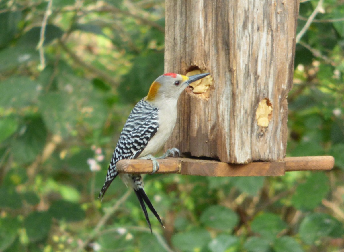 Golden-fronted Woodpecker - Rustom Jamadar