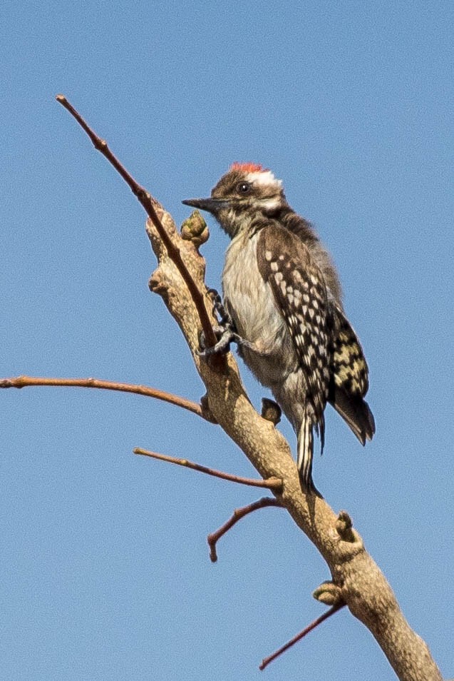 Brown-backed Woodpecker - ML145836771