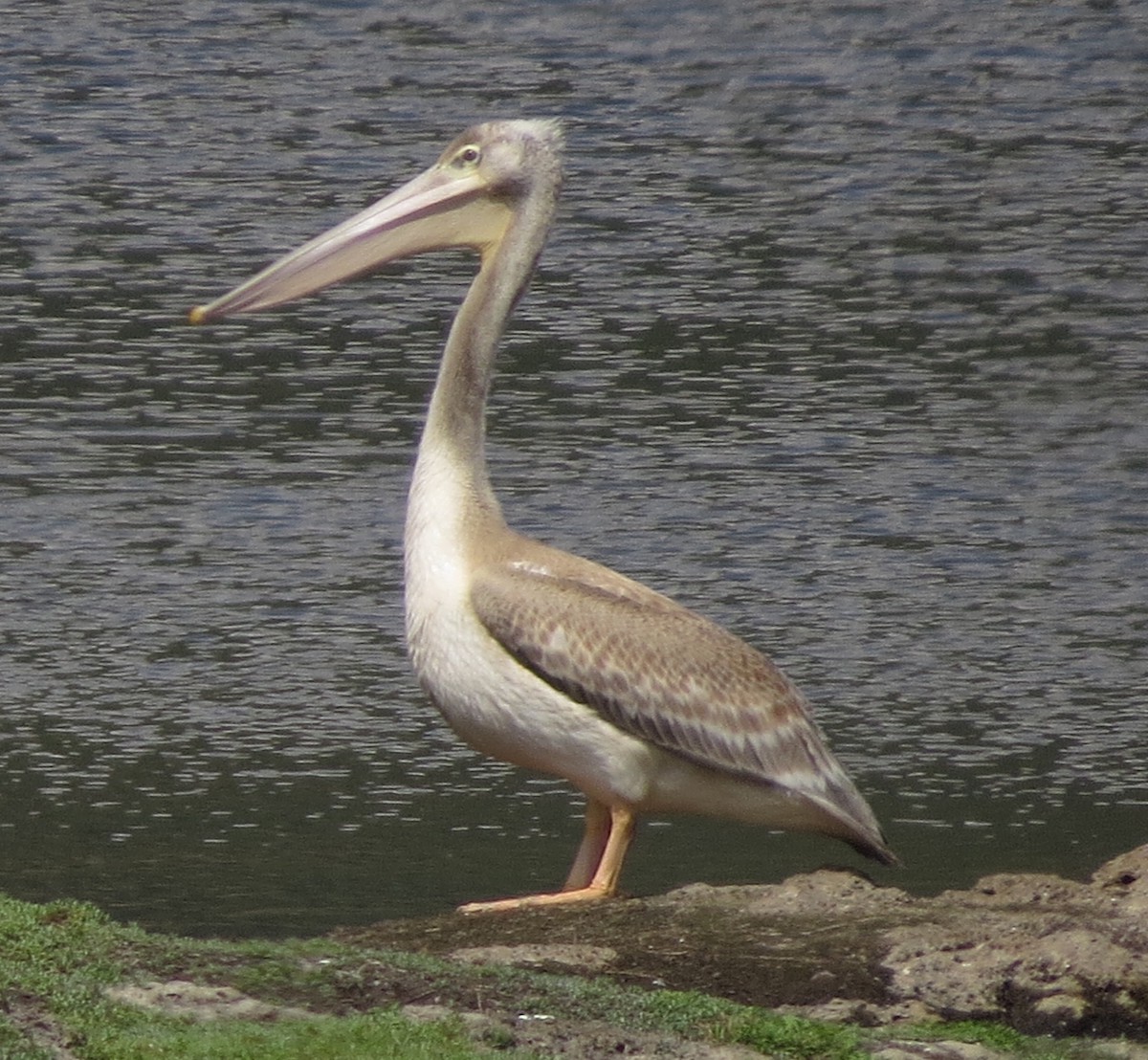 Pink-backed Pelican - ML145837181