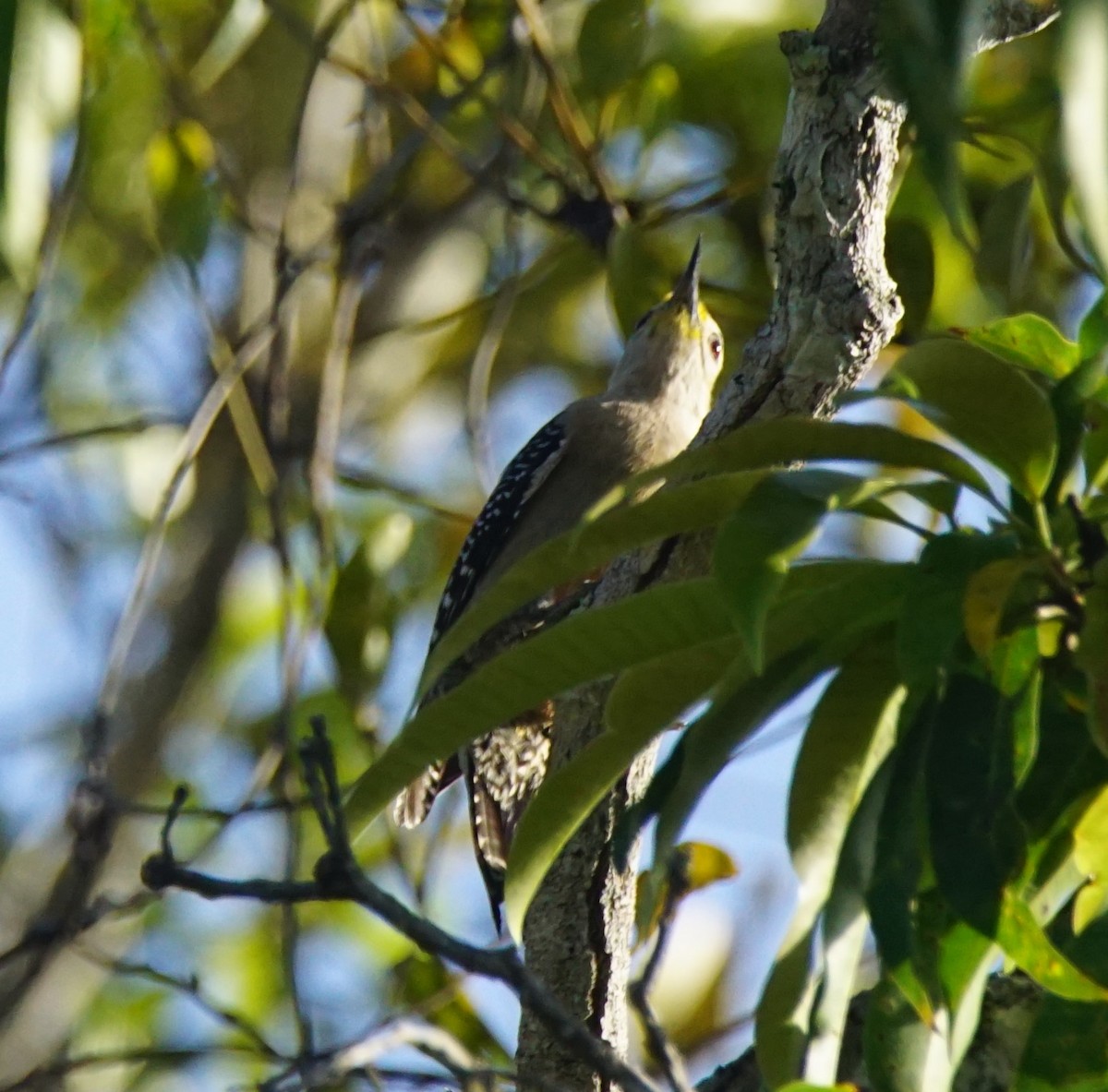 Yucatan Woodpecker - Nevine Jacob