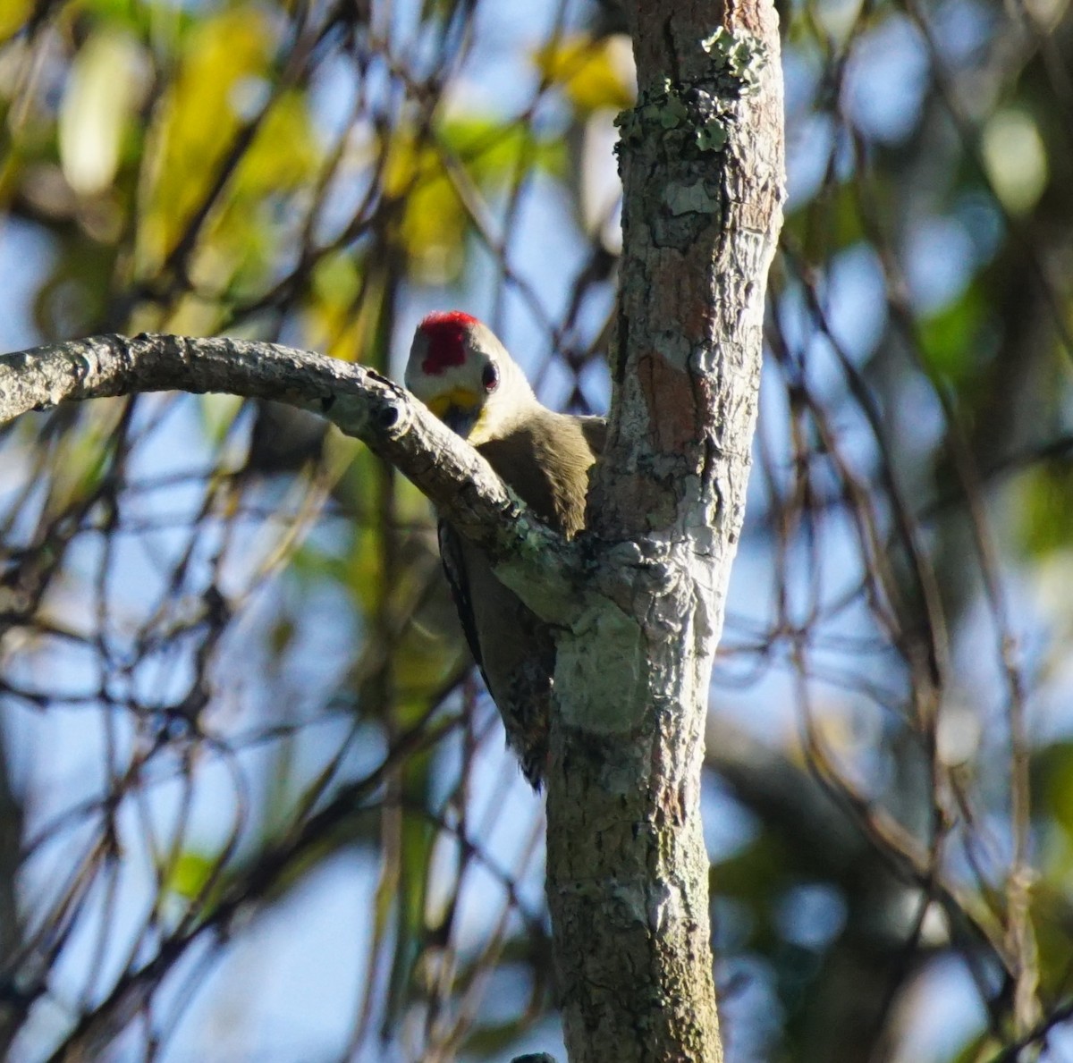 Yucatan Woodpecker - Nevine Jacob