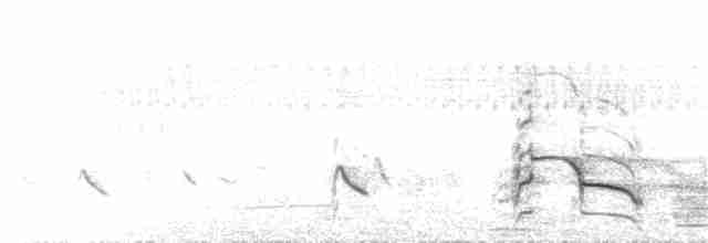 racek bouřní (ssp. heinei) - ML145838461