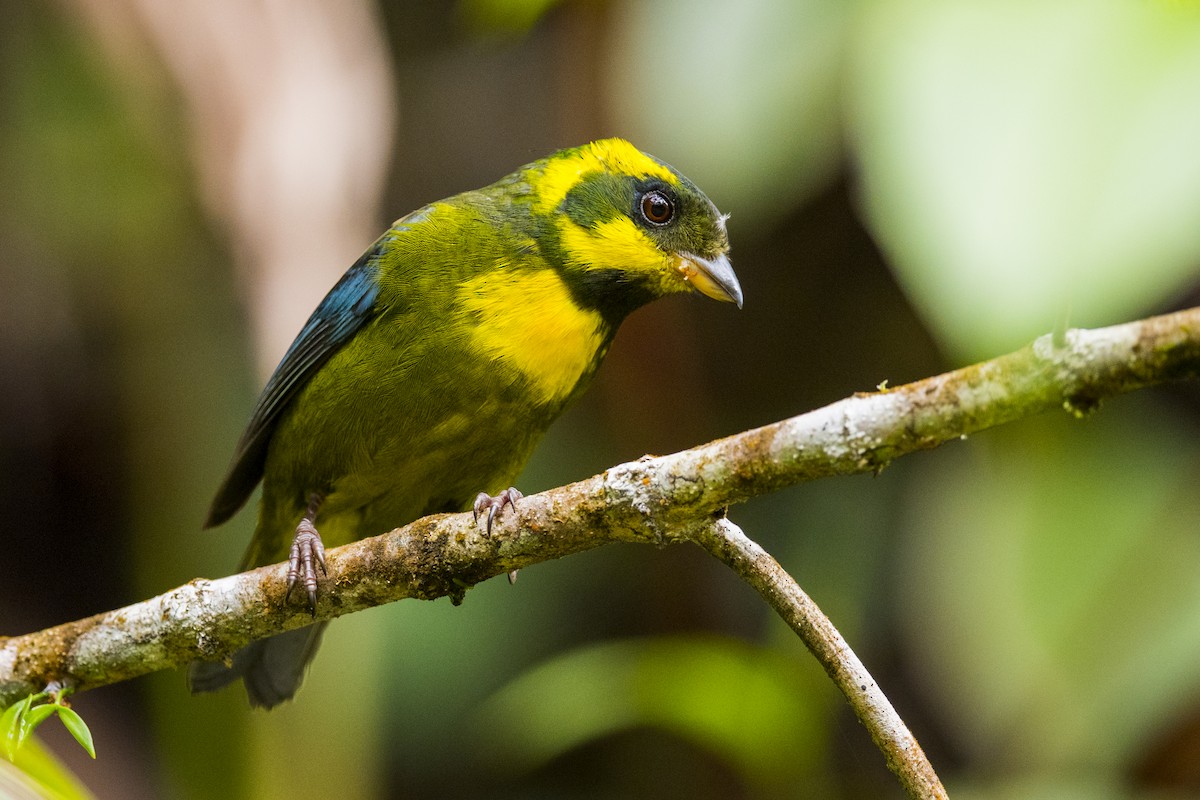 Gold-ringed Tanager - John Cahill xikanel.com