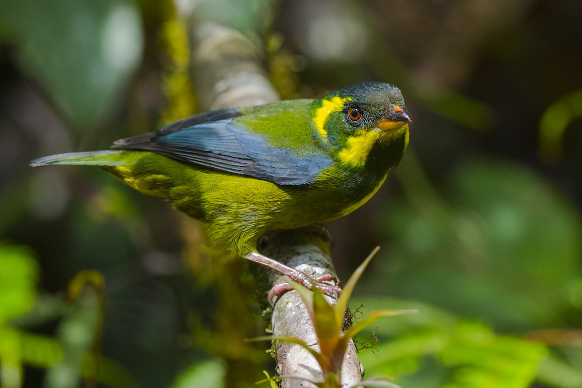 Gold-ringed Tanager - ML145843741