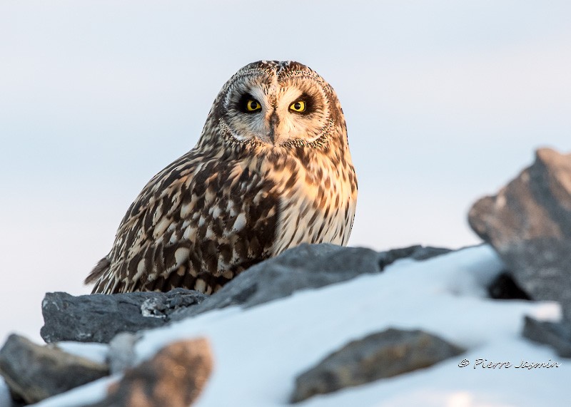 Short-eared Owl - Pierre Jasmin ⚜