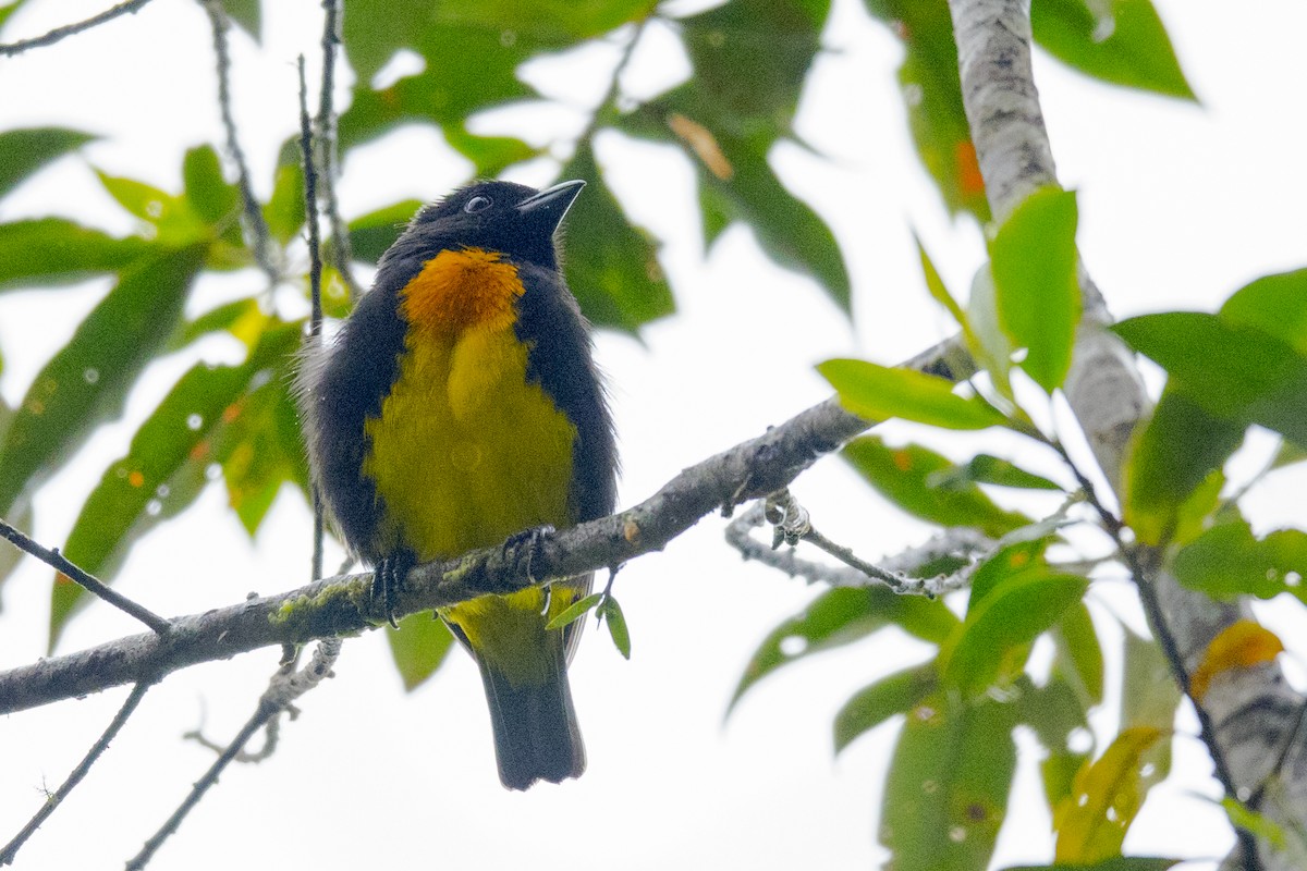 Black-and-gold Tanager - ML145844071