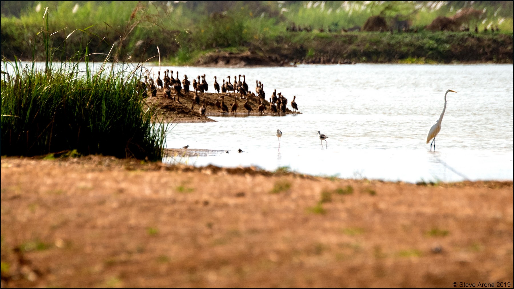 small plover sp. - eBird