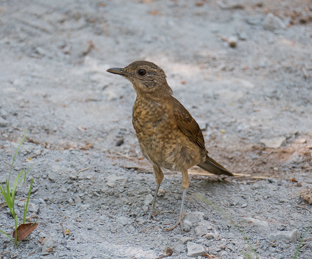 Pale-breasted Thrush - ML145845701