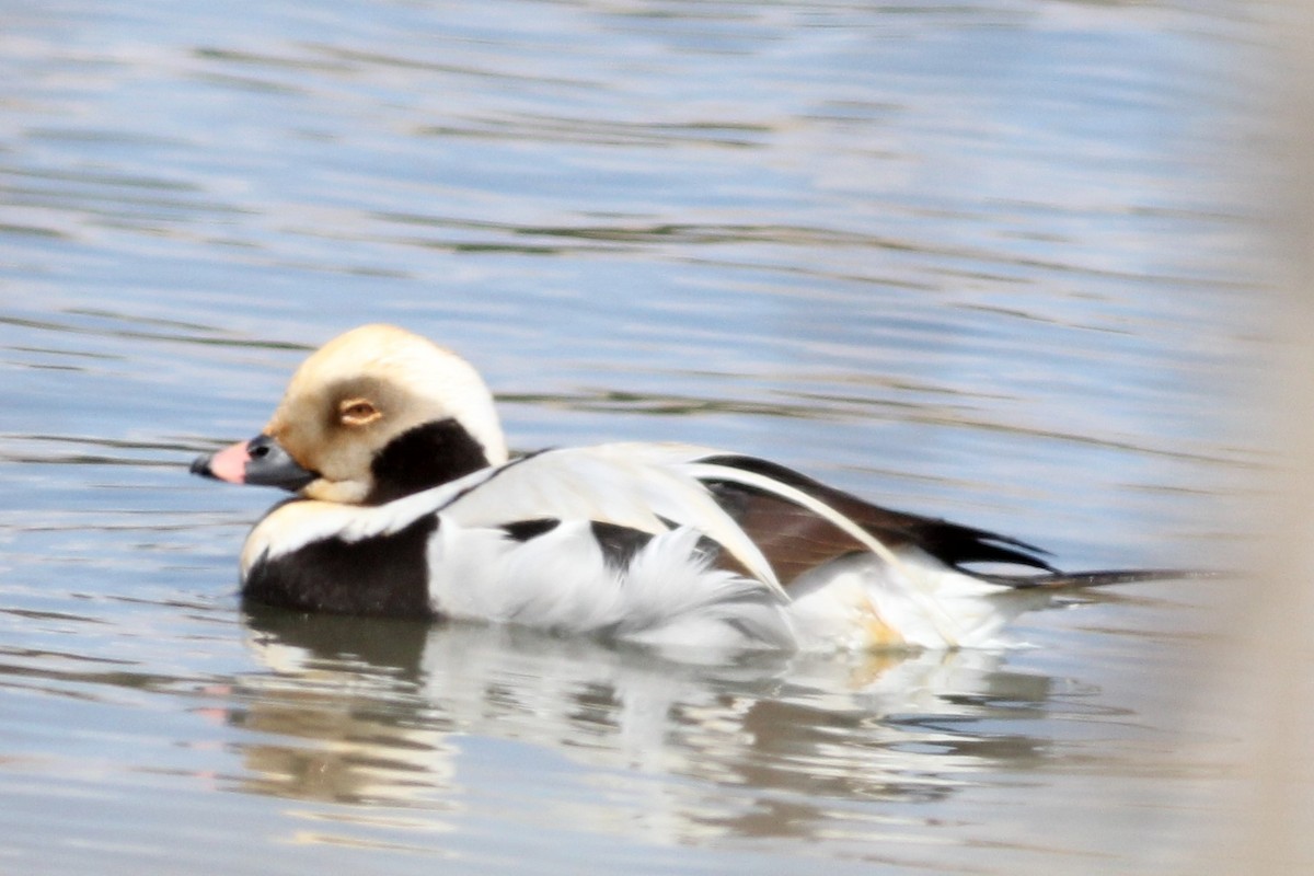 Long-tailed Duck - Michael Clay