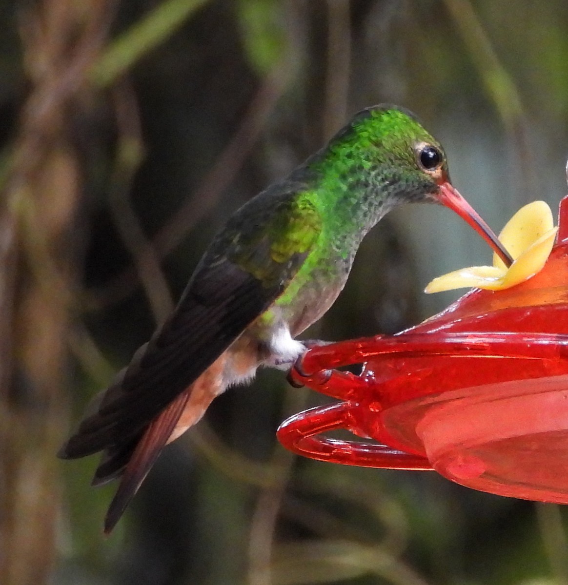 Rufous-tailed Hummingbird - Annette Daughdrill