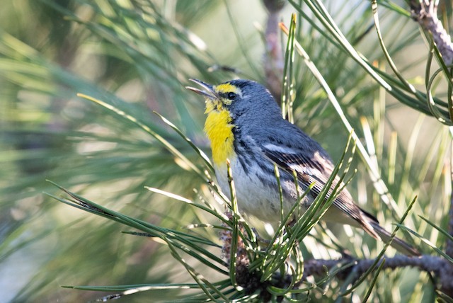 Grace's Warbler