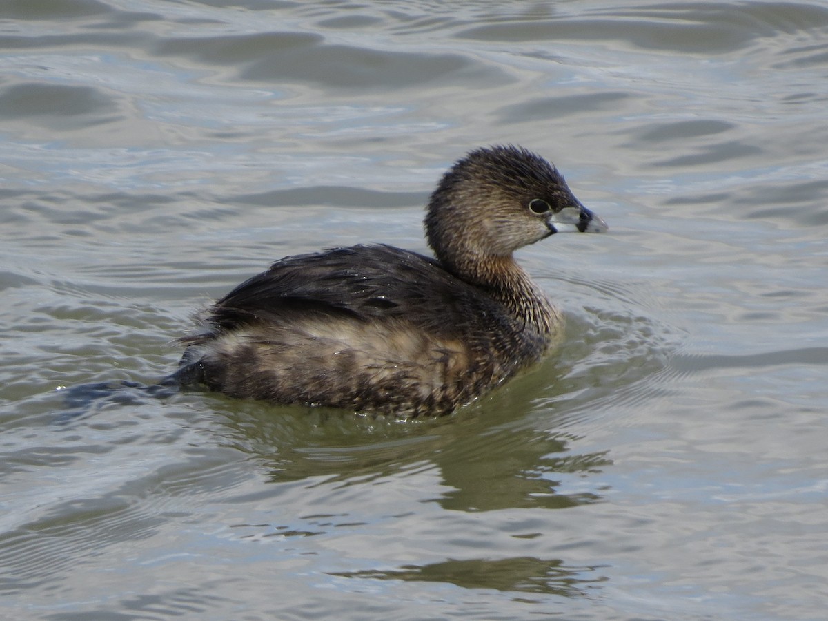 Pied-billed Grebe - Kevin Seymour