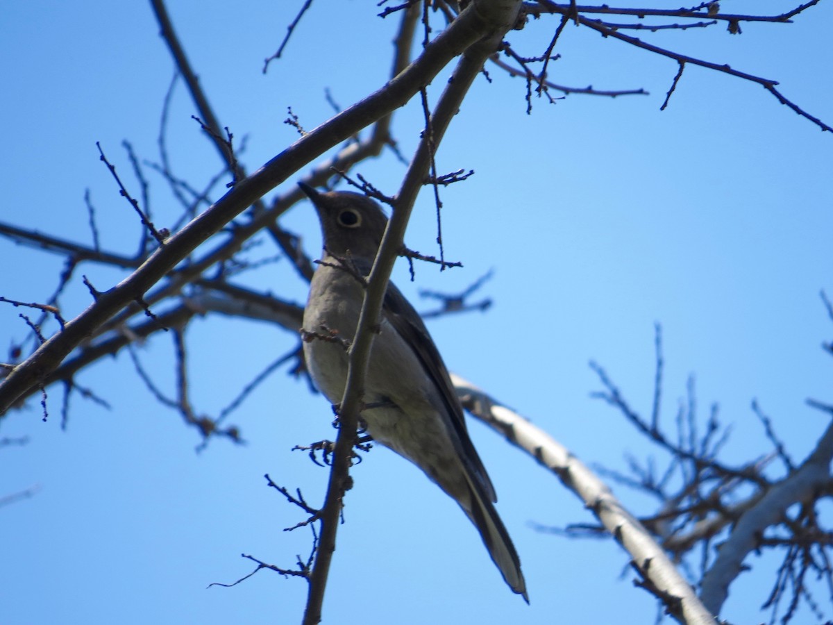 Townsend's Solitaire - Bill Lisowsky