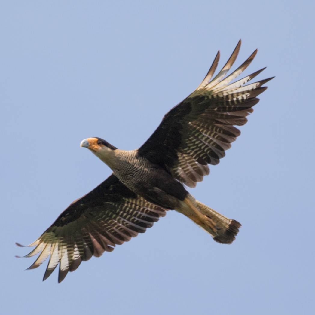 Crested Caracara (Southern) - ML145854741