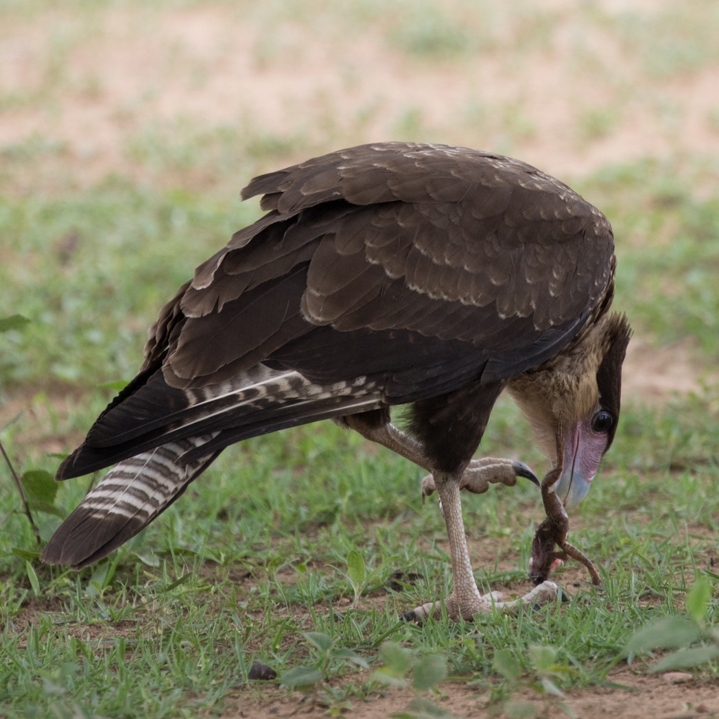 Crested Caracara (Southern) - ML145854771