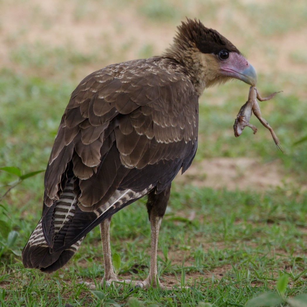 Crested Caracara (Southern) - ML145854781