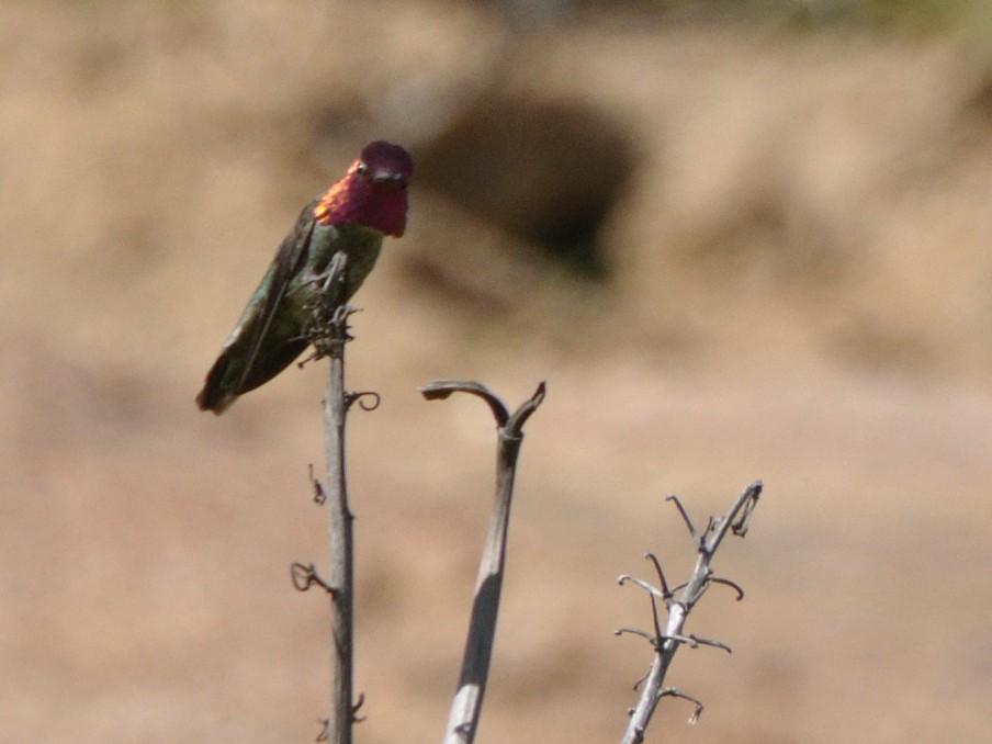 Anna's Hummingbird - ML145855201