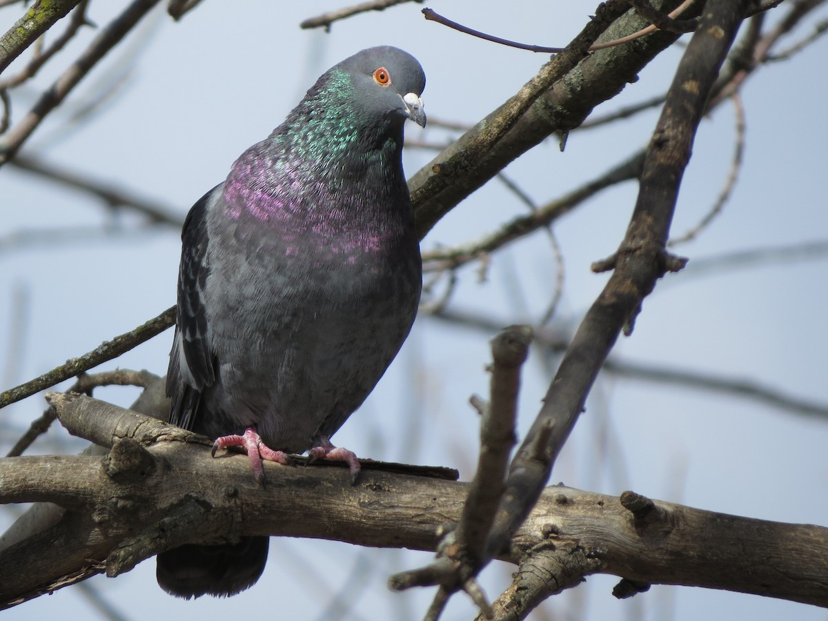 Rock Pigeon (Feral Pigeon) - ML145855401