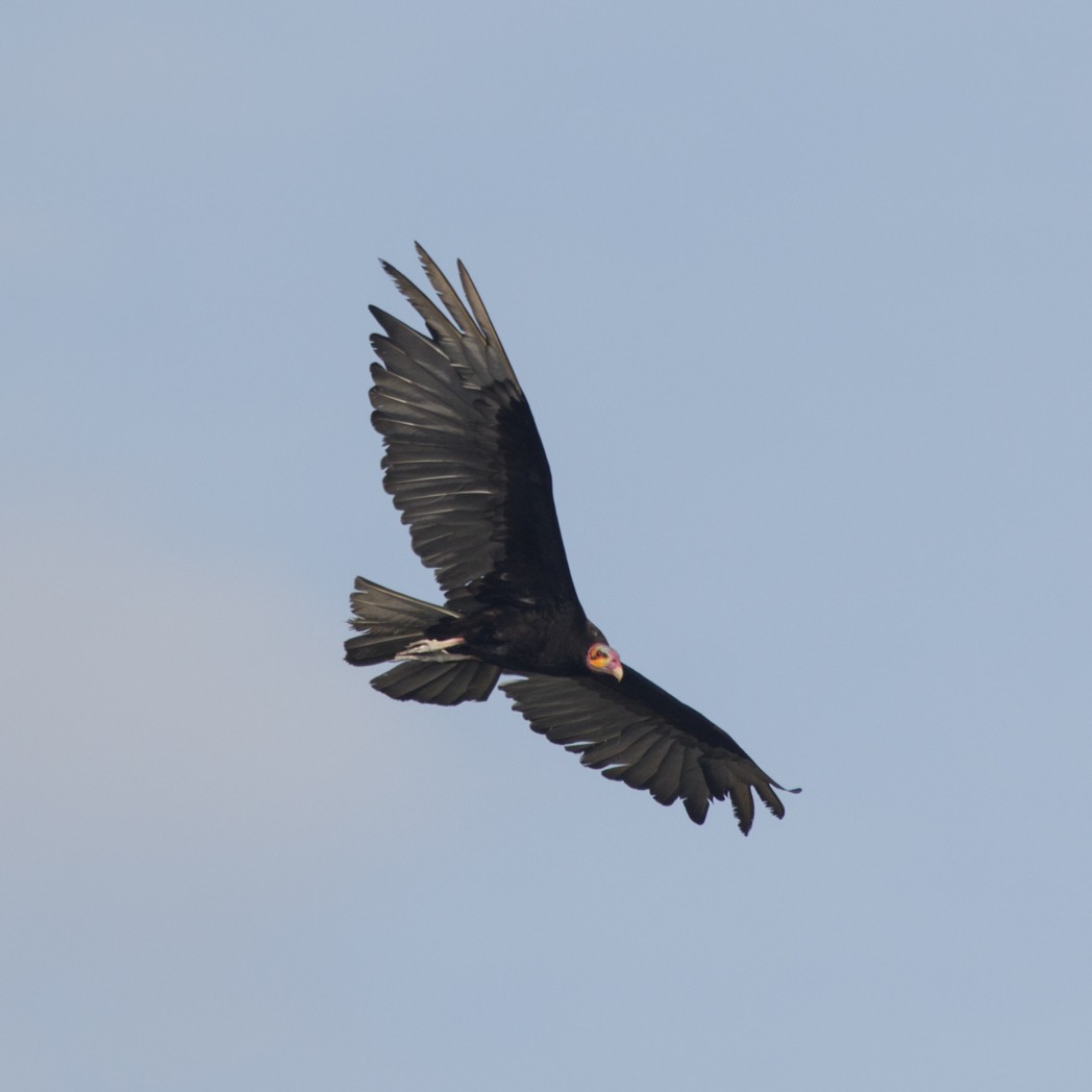 Lesser Yellow-headed Vulture - ML145855451