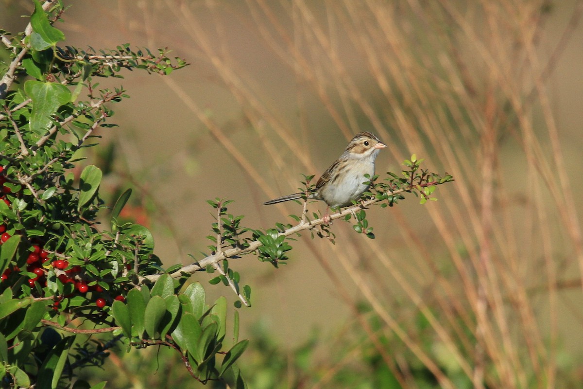 Clay-colored Sparrow - ML145857451