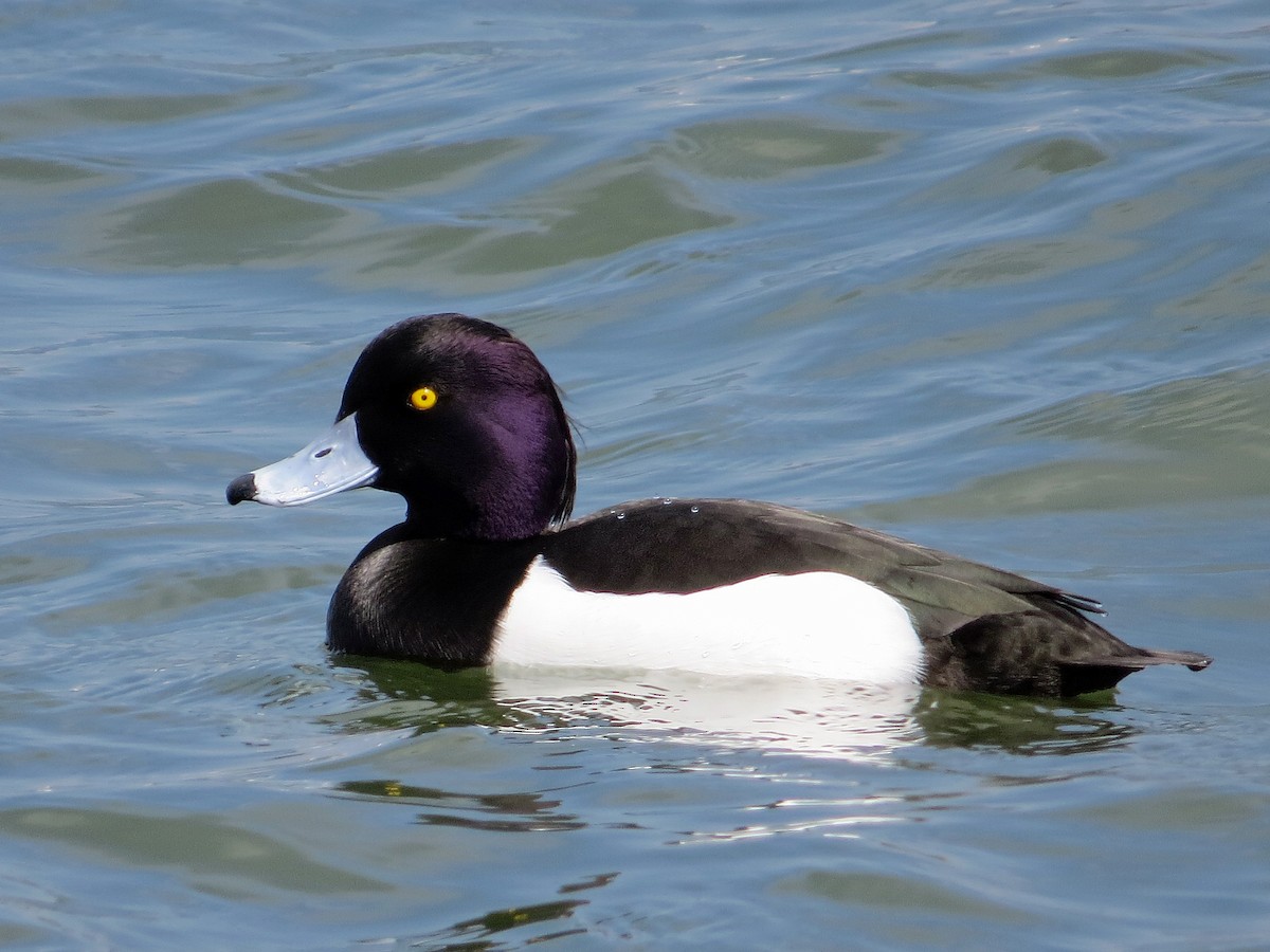 Tufted Duck - ML145860501