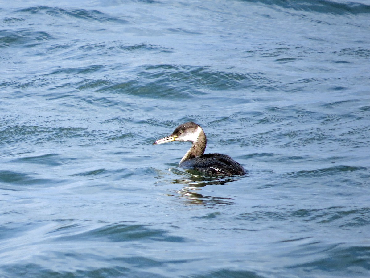 Red-necked Grebe - ML145860601