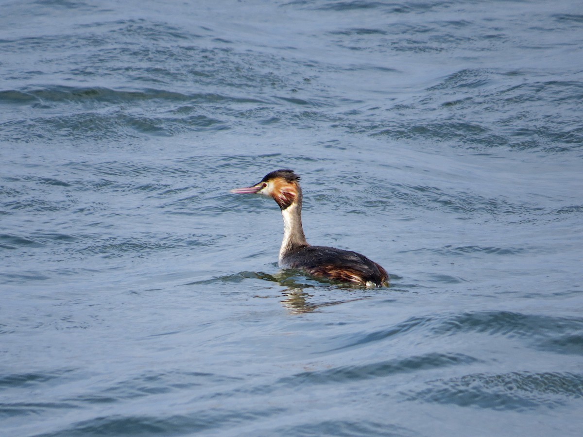 Great Crested Grebe - ML145860721
