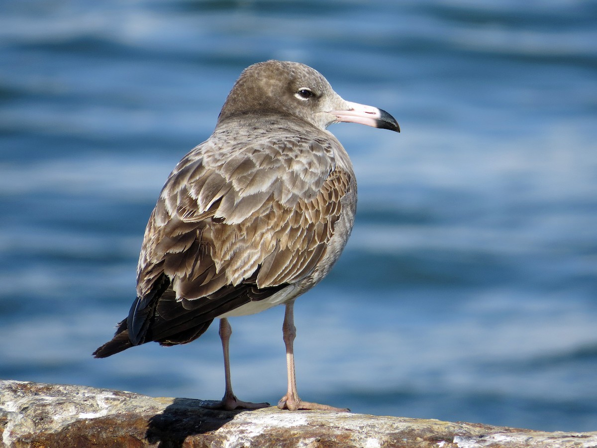 Black-tailed Gull - Brian Daniels