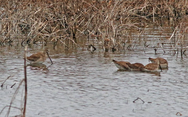 Long-billed Dowitcher - ML145861171